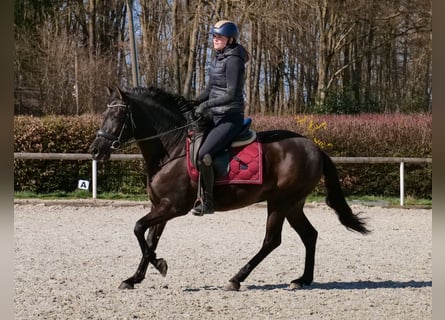 Cruzado, Jument, 3 Ans, 150 cm, Noir