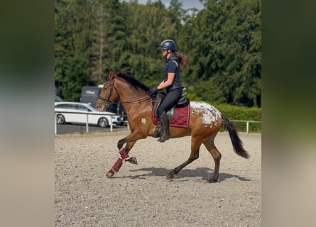 Cruzado, Jument, 3 Ans, 153 cm, Léopard