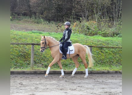 Cruzado, Jument, 4 Ans, 158 cm, Palomino