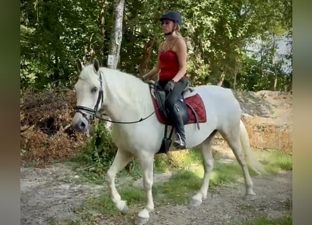 Cruzado, Jument, 5 Ans, 150 cm, Gris