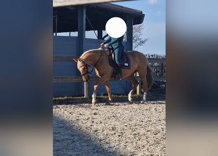 Cruzado, Jument, 5 Ans, 161 cm, Palomino