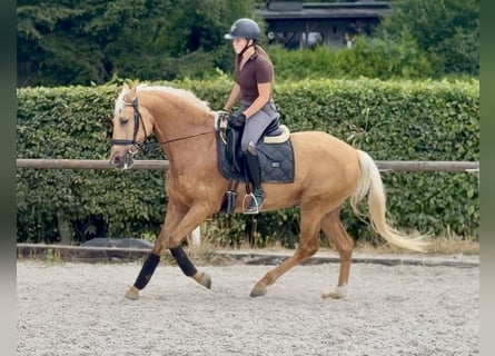 Cruzado, Jument, 7 Ans, 155 cm, Palomino