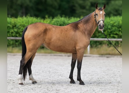 Cruzado, Jument, 7 Ans, 160 cm, Isabelle