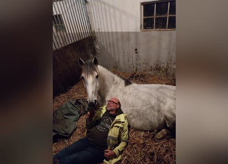 Cruzado, Jument, 7 Ans, 168 cm, Gris
