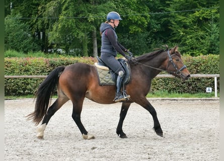 Cruzado, Klacz, 3 lat, 145 cm, Ciemnogniada
