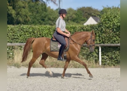 Cruzado, Klacz, 4 lat, 150 cm, Kasztanowata