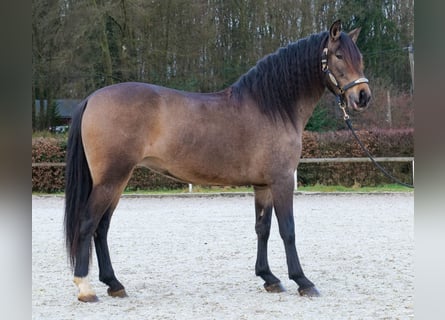 Cruzado, Klacz, 5 lat, 157 cm, Bułana