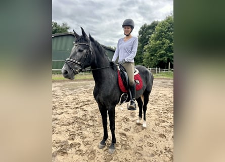 Cruzado, Klacz, 5 lat, 157 cm, Siwa jabłkowita