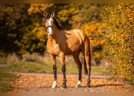 Cruzado, Klacz, 5 lat, 160 cm, Bułana