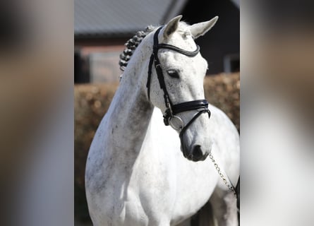 Cruzado, Klacz, 6 lat, 148 cm, Siwa