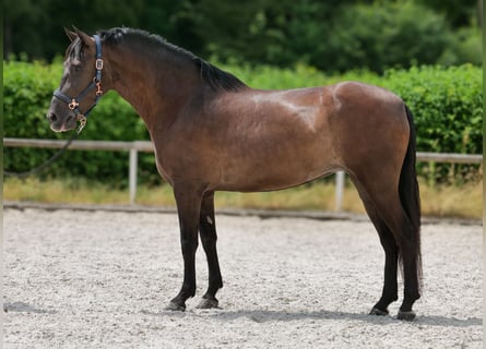 Cruzado, Klacz, 6 lat, 160 cm, Ciemnogniada