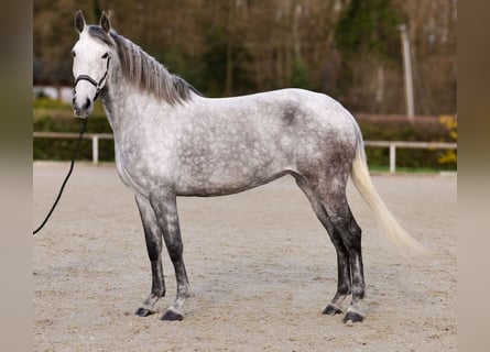 Cruzado, Klacz, 9 lat, 155 cm, Siwa w hreczce