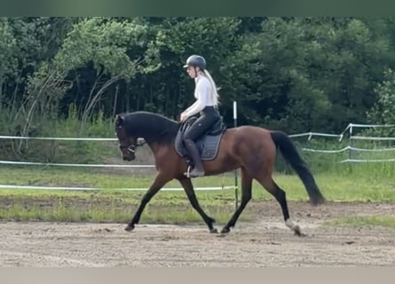 Cruzado, Mare, 10 years, 15.1 hh, Brown