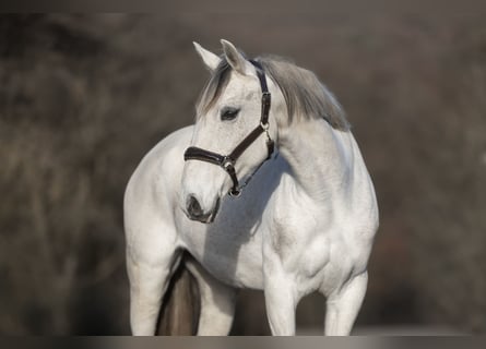 Cruzado, Mare, 12 years, 15,1 hh, Grey
