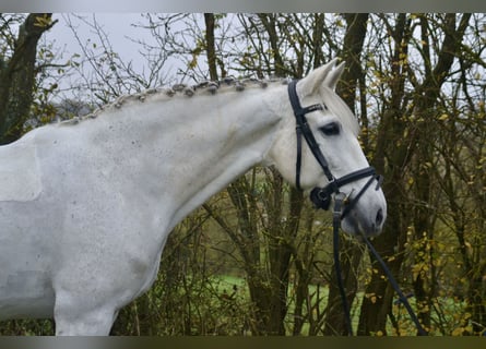 Cruzado, Mare, 13 years, 15.1 hh, Grey