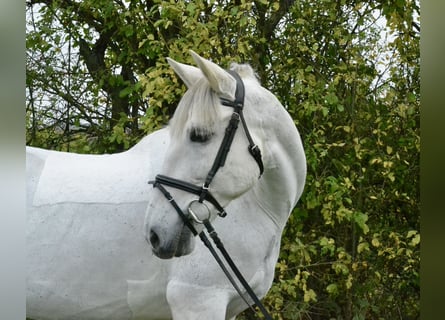 Cruzado, Mare, 13 years, 15.1 hh, Grey