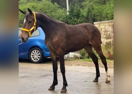 Cruzado, Mare, 1 year, 14,2 hh, Dun