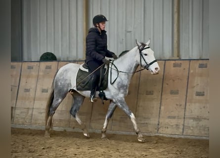 Cruzado, Mare, 3 years, 14,2 hh, Grey-Dapple