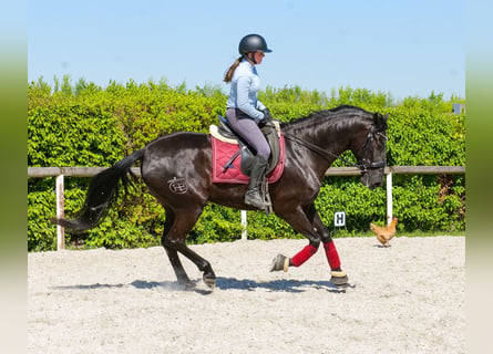 Cruzado, Mare, 4 years, 15.2 hh, Black