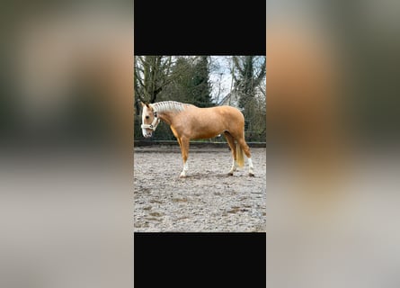 Cruzado, Mare, 4 years, 15,2 hh, Palomino