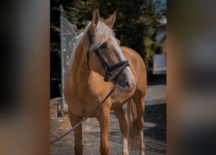 Cruzado, Mare, 4 years, 15,2 hh, Palomino