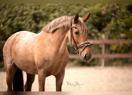 Cruzado, Mare, 5 years, 14.2 hh, Roan-Red Cruzado, Mare, 5 years, 14.2 hh, Roan-Red