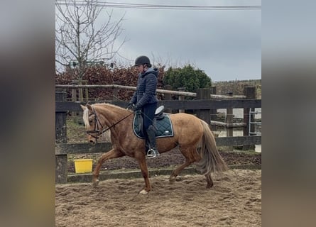 Cruzado, Mare, 5 years, 14.3 hh, Dunalino