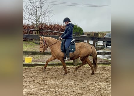 Cruzado, Mare, 5 years, 14,3 hh, Dunalino