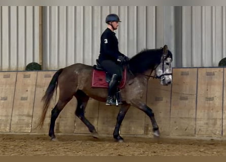 Cruzado, Mare, 5 years, 15,1 hh, Grey-Red-Tan