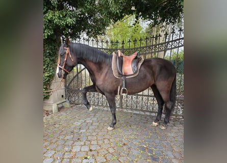 Cruzado, Mare, 5 years, 15,2 hh, Black