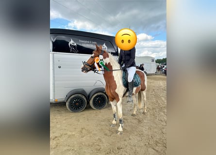 Cruzado Mix, Mare, 6 years, 14,3 hh, Pinto