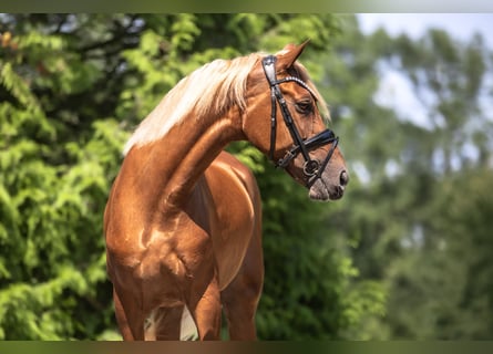 Cruzado, Mare, 6 years, 15.2 hh, Chestnut-Red