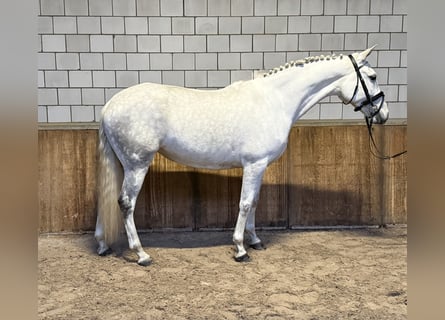 Cruzado, Mare, 7 years, 15,2 hh, Grey-Blue-Tan