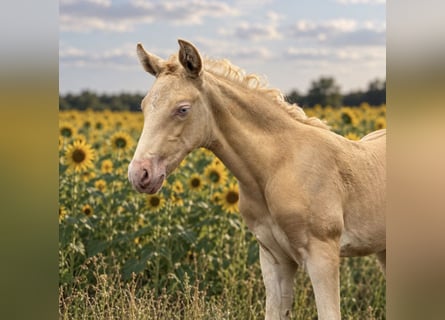 Cruzado, Mare, Foal (02/2026), 15.2 hh, Perlino
