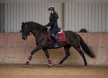Cruzado, Merrie, 10 Jaar, 165 cm, Donkerbruin