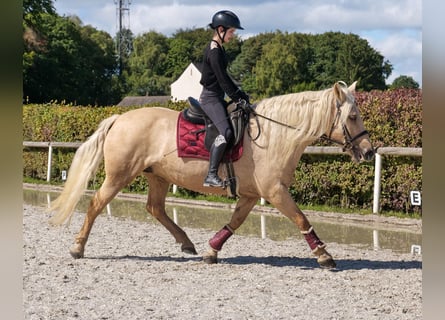 Cruzado, Merrie, 13 Jaar, 155 cm, Palomino