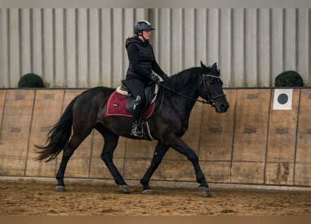 Cruzado, Merrie, 3 Jaar, 150 cm, Zwart