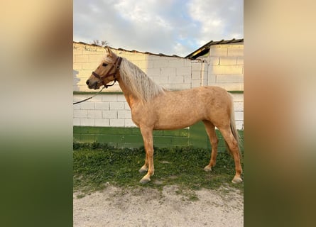 Cruzado, Merrie, 3 Jaar