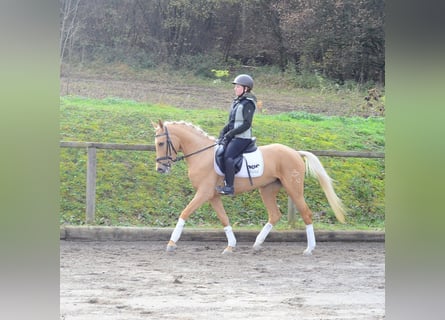 Cruzado, Merrie, 4 Jaar, 158 cm, Palomino