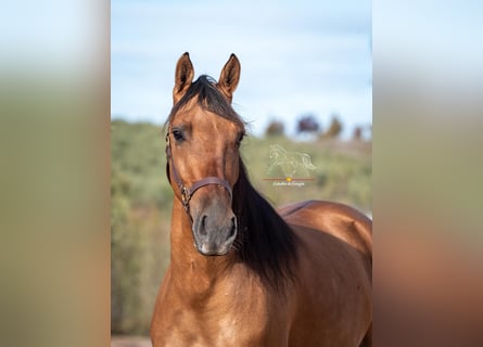 Cruzado, Merrie, 5 Jaar, 155 cm, Falbe