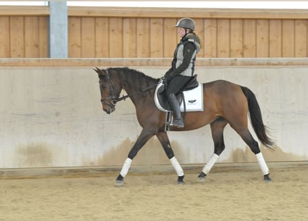 Cruzado, Merrie, 5 Jaar, 160 cm, Bruin