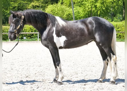 Cruzado, Merrie, 6 Jaar, 150 cm, Gevlekt-paard