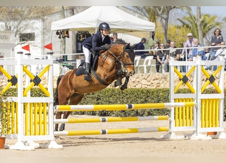 Cruzado, Merrie, 8 Jaar, 153 cm, Lichtbruin