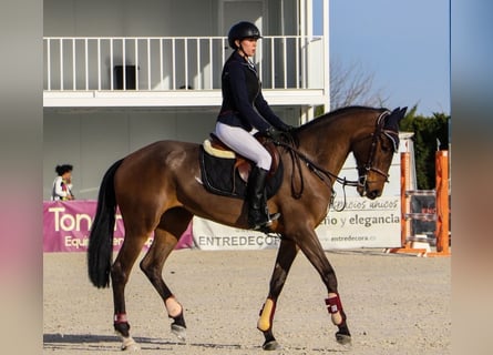 Cruzado, Merrie, 8 Jaar