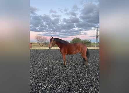 Cruzado, Merrie, 9 Jaar, 162 cm, Bruin