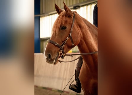 Cruzado, Merrie, 9 Jaar, 162 cm, Vos