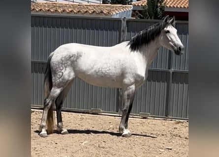 Cruzado, Merrie, 9 Jaar, 165 cm, Schimmel