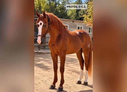 Cruzado, Ogier, 15 lat, 166 cm, Kasztanowata