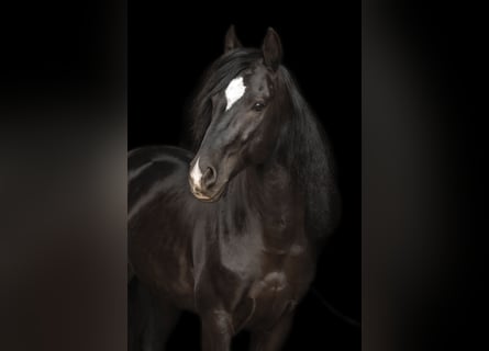 Cruzado, Ruin, 10 Jaar, 153 cm, Zwart