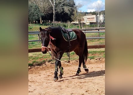 Cruzado, Ruin, 13 Jaar, 157 cm, Donkerbruin
